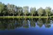 Aulnes au bord d'un étang