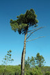 Pinos (pinus pinaster)