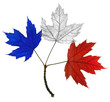 feuilles de France