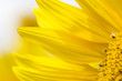 ヒマワリの花