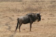 Gnu, Ngorongoro, Tansania Gnu, Ngorongoro, Tansania