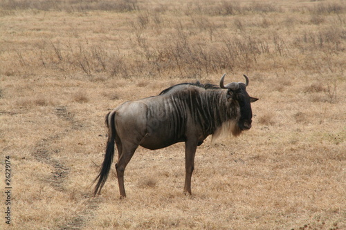 Photo: Gnu, Ngorongoro, Tansania Gnu, Ngorongoro, Tansania