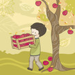 apple harvest