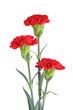 Three Red Carnation on White background