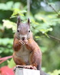 Eichhörnchen (Sciurus vulgaris)