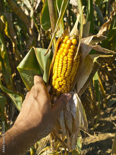 Photo: Amish Farmer harvesting Corn Amish Farmer harvesting Corn