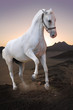White in the desert