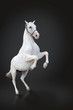 Photo: White horse rearing isolated on black White horse rearing isolated on black