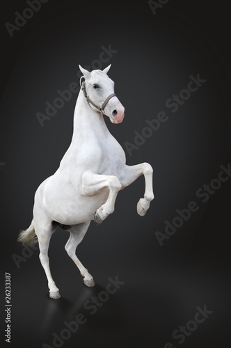 Photo: White horse rearing isolated on black White horse rearing isolated on black