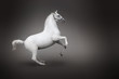 Photo: White horse rearing isolated - side view White horse rearing isolated - side view