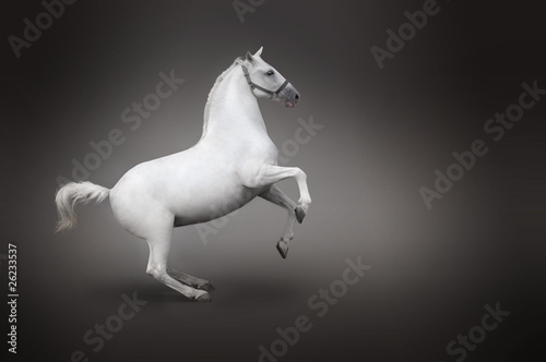 Photo: White horse rearing isolated - side view White horse rearing isolated - side view