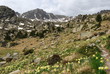 Prado de Narcisos (Pessons, Andorra)