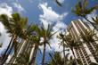 Palm Trees in the City