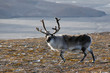 male reindeer male reindeer