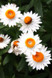 White flowers