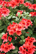 Geranium flowers