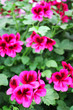 Geranium flowers