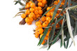 Branch of sea-buckthorn berries