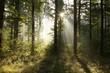 Photo en ligne au meilleur prix Misty forest at sunrise