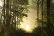 Photo en ligne au meilleur prix Dirt road through the woods on a foggy morning