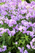 Pink phlox with green foliage Pink phlox with green foliage