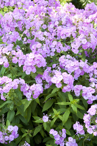 Photo: Pink phlox with green foliage Pink phlox with green foliage