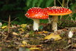 champignons