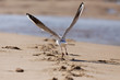 Mouette