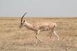 Gazelle, Serengeti, Tansania