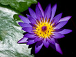 A violet waterlily