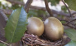Golden Nest Eggs As Nature Intended