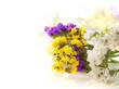 Multi-colored wild flowers on a white background Multi-colored wild flowers on a white background