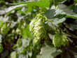 Flower of Hops ready to be harvested