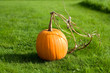 Vibrant Pumpkin