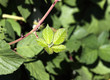 Berry Bush Berry Bush