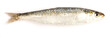 raw fish