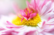 Beautiful purple flower close-up