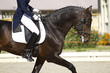 Image : horse dressage outdoors