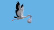 Stork