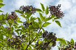 Wild Elderberries