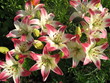 Lilies