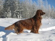 Irish setter