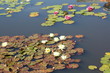 Water lilies