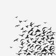 birds background