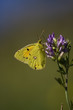 farfalla