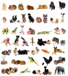 montage animaux - diversité montage animaux - diversité