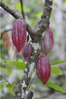 cacaoyer 2