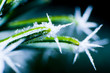 Blumen eiskristalle