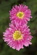 pink asters