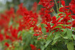 red flowers